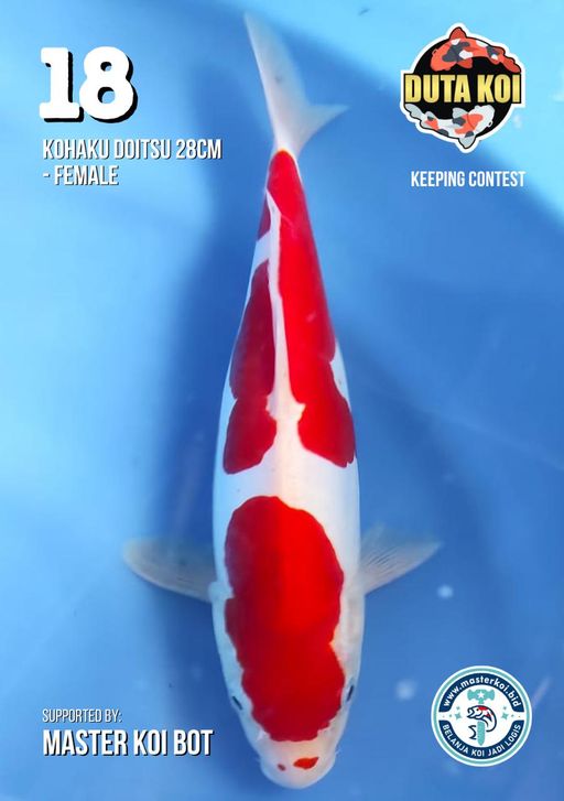 Lelang Koi Online, Jual Beli Ikan Koi, Pusat Jual Beli Koi, Info Lelang Koi Hari Ini, Platform Jual Beli Koi, Jual Beli Ikan Koi Online, Marketplace Ikan Koi, Jual Koi Terbaik, Tempat Beli Koi Berkualitas, Pasar Ikan Koi Online Terpercaya, Penjual Ikan Koi Terpercaya, Beli Koi Hias Online, Ikan Koi untuk Dijual, Koi Kualitas Terbaik, Toko Online Ikan Koi, Koi Hias Untuk Dijual, Jual Beli Ikan Koi Lokal, Koi Indonesia Online, Pusat Jual Beli Koi Terbesar