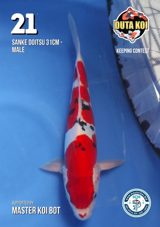 Lelang Koi Online, Jual Beli Ikan Koi, Pusat Jual Beli Koi, Info Lelang Koi Hari Ini, Platform Jual Beli Koi, Jual Beli Ikan Koi Online, Marketplace Ikan Koi, Jual Koi Terbaik, Tempat Beli Koi Berkualitas, Pasar Ikan Koi Online Terpercaya, Penjual Ikan Koi Terpercaya, Beli Koi Hias Online, Ikan Koi untuk Dijual, Koi Kualitas Terbaik, Toko Online Ikan Koi, Koi Hias Untuk Dijual, Jual Beli Ikan Koi Lokal, Koi Indonesia Online, Pusat Jual Beli Koi Terbesar
