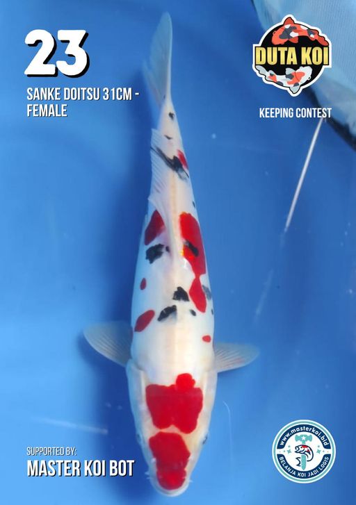 Lelang Koi Online, Jual Beli Ikan Koi, Pusat Jual Beli Koi, Info Lelang Koi Hari Ini, Platform Jual Beli Koi, Jual Beli Ikan Koi Online, Marketplace Ikan Koi, Jual Koi Terbaik, Tempat Beli Koi Berkualitas, Pasar Ikan Koi Online Terpercaya, Penjual Ikan Koi Terpercaya, Beli Koi Hias Online, Ikan Koi untuk Dijual, Koi Kualitas Terbaik, Toko Online Ikan Koi, Koi Hias Untuk Dijual, Jual Beli Ikan Koi Lokal, Koi Indonesia Online, Pusat Jual Beli Koi Terbesar