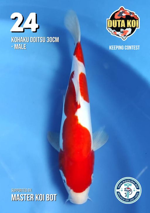 Lelang Koi Online, Jual Beli Ikan Koi, Pusat Jual Beli Koi, Info Lelang Koi Hari Ini, Platform Jual Beli Koi, Jual Beli Ikan Koi Online, Marketplace Ikan Koi, Jual Koi Terbaik, Tempat Beli Koi Berkualitas, Pasar Ikan Koi Online Terpercaya, Penjual Ikan Koi Terpercaya, Beli Koi Hias Online, Ikan Koi untuk Dijual, Koi Kualitas Terbaik, Toko Online Ikan Koi, Koi Hias Untuk Dijual, Jual Beli Ikan Koi Lokal, Koi Indonesia Online, Pusat Jual Beli Koi Terbesar