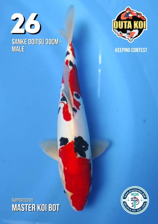 Lelang Koi Online, Jual Beli Ikan Koi, Pusat Jual Beli Koi, Info Lelang Koi Hari Ini, Platform Jual Beli Koi, Jual Beli Ikan Koi Online, Marketplace Ikan Koi, Jual Koi Terbaik, Tempat Beli Koi Berkualitas, Pasar Ikan Koi Online Terpercaya, Penjual Ikan Koi Terpercaya, Beli Koi Hias Online, Ikan Koi untuk Dijual, Koi Kualitas Terbaik, Toko Online Ikan Koi, Koi Hias Untuk Dijual, Jual Beli Ikan Koi Lokal, Koi Indonesia Online, Pusat Jual Beli Koi Terbesar