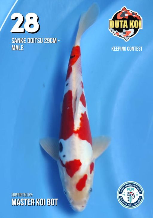 Lelang Koi Online, Jual Beli Ikan Koi, Pusat Jual Beli Koi, Info Lelang Koi Hari Ini, Platform Jual Beli Koi, Jual Beli Ikan Koi Online, Marketplace Ikan Koi, Jual Koi Terbaik, Tempat Beli Koi Berkualitas, Pasar Ikan Koi Online Terpercaya, Penjual Ikan Koi Terpercaya, Beli Koi Hias Online, Ikan Koi untuk Dijual, Koi Kualitas Terbaik, Toko Online Ikan Koi, Koi Hias Untuk Dijual, Jual Beli Ikan Koi Lokal, Koi Indonesia Online, Pusat Jual Beli Koi Terbesar