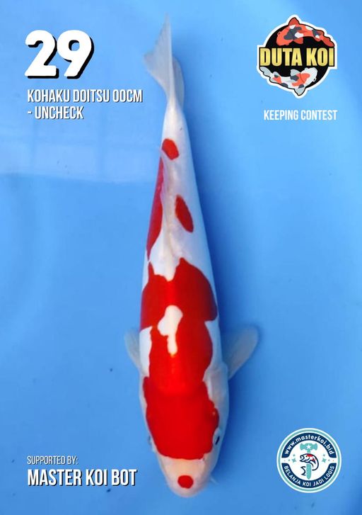 Lelang Koi Online, Jual Beli Ikan Koi, Pusat Jual Beli Koi, Info Lelang Koi Hari Ini, Platform Jual Beli Koi, Jual Beli Ikan Koi Online, Marketplace Ikan Koi, Jual Koi Terbaik, Tempat Beli Koi Berkualitas, Pasar Ikan Koi Online Terpercaya, Penjual Ikan Koi Terpercaya, Beli Koi Hias Online, Ikan Koi untuk Dijual, Koi Kualitas Terbaik, Toko Online Ikan Koi, Koi Hias Untuk Dijual, Jual Beli Ikan Koi Lokal, Koi Indonesia Online, Pusat Jual Beli Koi Terbesar