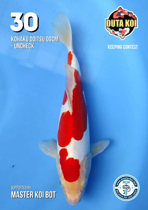 Lelang Koi Online, Jual Beli Ikan Koi, Pusat Jual Beli Koi, Info Lelang Koi Hari Ini, Platform Jual Beli Koi, Jual Beli Ikan Koi Online, Marketplace Ikan Koi, Jual Koi Terbaik, Tempat Beli Koi Berkualitas, Pasar Ikan Koi Online Terpercaya, Penjual Ikan Koi Terpercaya, Beli Koi Hias Online, Ikan Koi untuk Dijual, Koi Kualitas Terbaik, Toko Online Ikan Koi, Koi Hias Untuk Dijual, Jual Beli Ikan Koi Lokal, Koi Indonesia Online, Pusat Jual Beli Koi Terbesar
