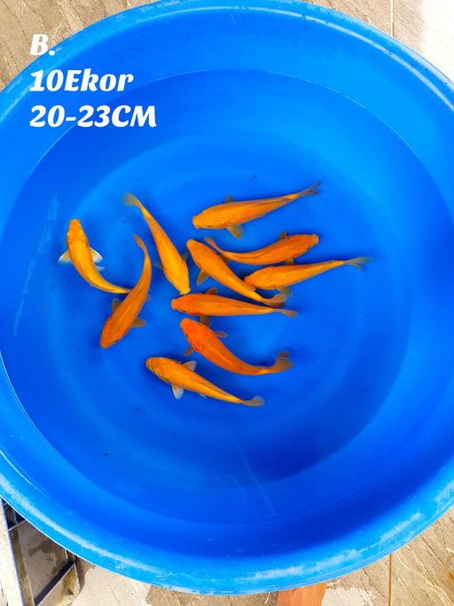 Lelang Koi Online, Jual Beli Ikan Koi, Pusat Jual Beli Koi, Info Lelang Koi Hari Ini, Platform Jual Beli Koi, Jual Beli Ikan Koi Online, Marketplace Ikan Koi, Jual Koi Terbaik, Tempat Beli Koi Berkualitas, Pasar Ikan Koi Online Terpercaya, Penjual Ikan Koi Terpercaya, Beli Koi Hias Online, Ikan Koi untuk Dijual, Koi Kualitas Terbaik, Toko Online Ikan Koi, Koi Hias Untuk Dijual, Jual Beli Ikan Koi Lokal, Koi Indonesia Online, Pusat Jual Beli Koi Terbesar