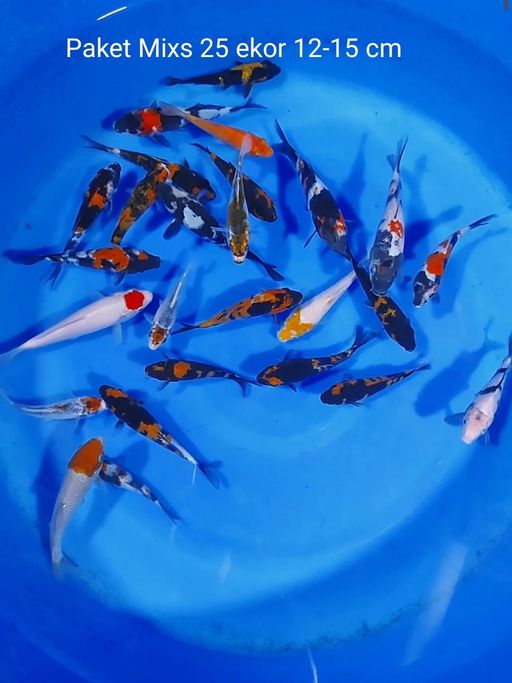 Lelang Koi Online, Jual Beli Ikan Koi, Pusat Jual Beli Koi, Info Lelang Koi Hari Ini, Platform Jual Beli Koi, Jual Beli Ikan Koi Online, Marketplace Ikan Koi, Jual Koi Terbaik, Tempat Beli Koi Berkualitas, Pasar Ikan Koi Online Terpercaya, Penjual Ikan Koi Terpercaya, Beli Koi Hias Online, Ikan Koi untuk Dijual, Koi Kualitas Terbaik, Toko Online Ikan Koi, Koi Hias Untuk Dijual, Jual Beli Ikan Koi Lokal, Koi Indonesia Online, Pusat Jual Beli Koi Terbesar