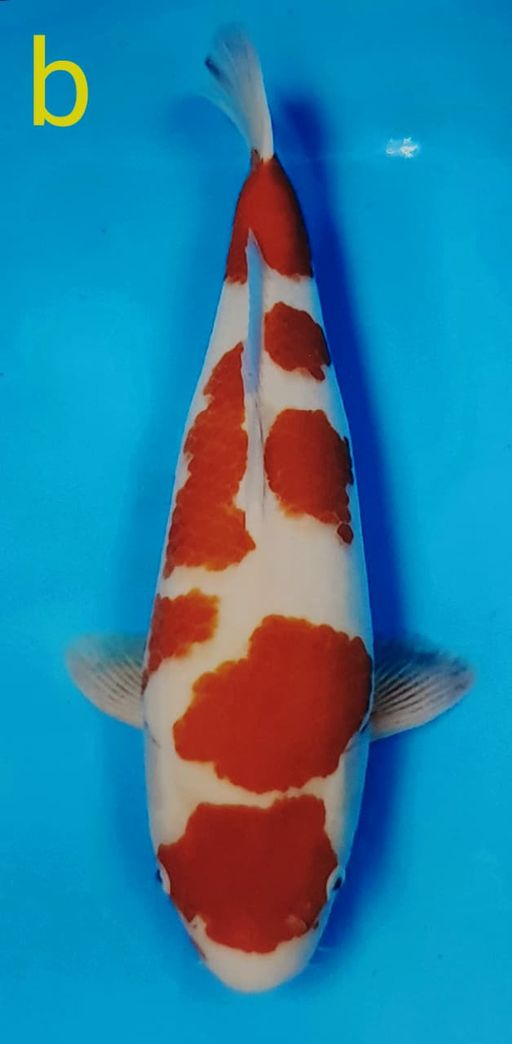 Lelang Koi Online, Jual Beli Ikan Koi, Pusat Jual Beli Koi, Info Lelang Koi Hari Ini, Platform Jual Beli Koi, Jual Beli Ikan Koi Online, Marketplace Ikan Koi, Jual Koi Terbaik, Tempat Beli Koi Berkualitas, Pasar Ikan Koi Online Terpercaya, Penjual Ikan Koi Terpercaya, Beli Koi Hias Online, Ikan Koi untuk Dijual, Koi Kualitas Terbaik, Toko Online Ikan Koi, Koi Hias Untuk Dijual, Jual Beli Ikan Koi Lokal, Koi Indonesia Online, Pusat Jual Beli Koi Terbesar