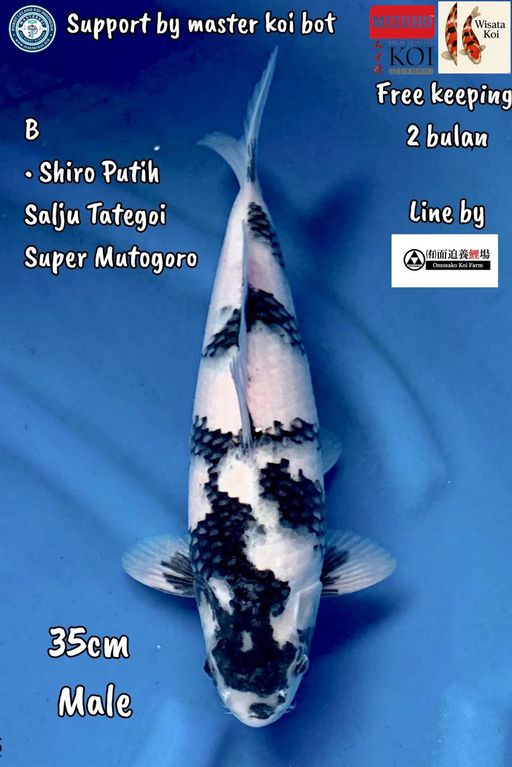 Lelang Koi Online, Jual Beli Ikan Koi, Pusat Jual Beli Koi, Info Lelang Koi Hari Ini, Platform Jual Beli Koi, Jual Beli Ikan Koi Online, Marketplace Ikan Koi, Jual Koi Terbaik, Tempat Beli Koi Berkualitas, Pasar Ikan Koi Online Terpercaya, Penjual Ikan Koi Terpercaya, Beli Koi Hias Online, Ikan Koi untuk Dijual, Koi Kualitas Terbaik, Toko Online Ikan Koi, Koi Hias Untuk Dijual, Jual Beli Ikan Koi Lokal, Koi Indonesia Online, Pusat Jual Beli Koi Terbesar