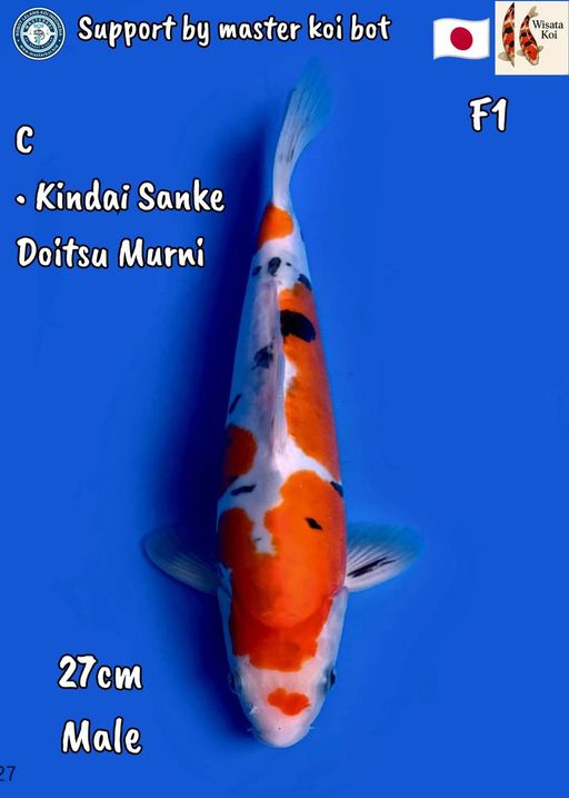 Lelang Koi Online, Jual Beli Ikan Koi, Pusat Jual Beli Koi, Info Lelang Koi Hari Ini, Platform Jual Beli Koi, Jual Beli Ikan Koi Online, Marketplace Ikan Koi, Jual Koi Terbaik, Tempat Beli Koi Berkualitas, Pasar Ikan Koi Online Terpercaya, Penjual Ikan Koi Terpercaya, Beli Koi Hias Online, Ikan Koi untuk Dijual, Koi Kualitas Terbaik, Toko Online Ikan Koi, Koi Hias Untuk Dijual, Jual Beli Ikan Koi Lokal, Koi Indonesia Online, Pusat Jual Beli Koi Terbesar