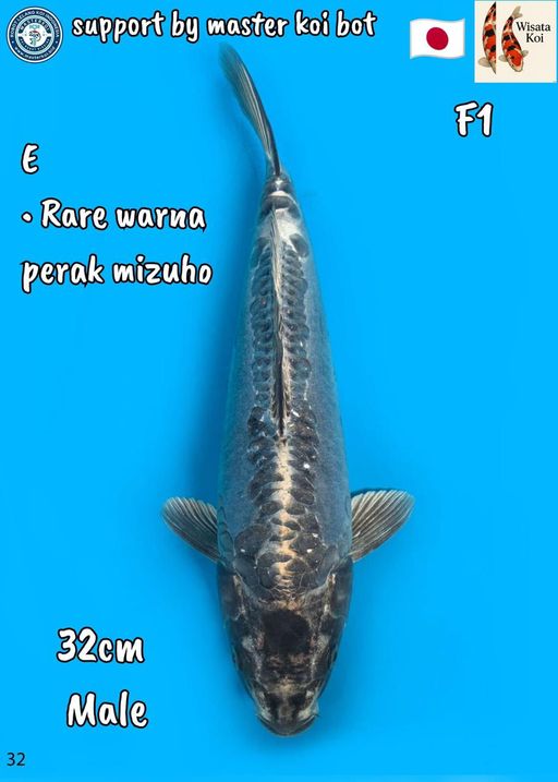 Lelang Koi Online, Jual Beli Ikan Koi, Pusat Jual Beli Koi, Info Lelang Koi Hari Ini, Platform Jual Beli Koi, Jual Beli Ikan Koi Online, Marketplace Ikan Koi, Jual Koi Terbaik, Tempat Beli Koi Berkualitas, Pasar Ikan Koi Online Terpercaya, Penjual Ikan Koi Terpercaya, Beli Koi Hias Online, Ikan Koi untuk Dijual, Koi Kualitas Terbaik, Toko Online Ikan Koi, Koi Hias Untuk Dijual, Jual Beli Ikan Koi Lokal, Koi Indonesia Online, Pusat Jual Beli Koi Terbesar