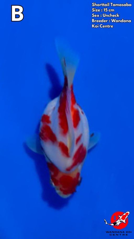 Lelang Koi Online, Jual Beli Ikan Koi, Pusat Jual Beli Koi, Info Lelang Koi Hari Ini, Platform Jual Beli Koi, Jual Beli Ikan Koi Online, Marketplace Ikan Koi, Jual Koi Terbaik, Tempat Beli Koi Berkualitas, Pasar Ikan Koi Online Terpercaya, Penjual Ikan Koi Terpercaya, Beli Koi Hias Online, Ikan Koi untuk Dijual, Koi Kualitas Terbaik, Toko Online Ikan Koi, Koi Hias Untuk Dijual, Jual Beli Ikan Koi Lokal, Koi Indonesia Online, Pusat Jual Beli Koi Terbesar