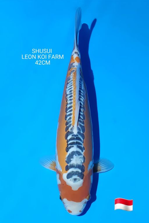 Lelang Koi Online, Jual Beli Ikan Koi, Pusat Jual Beli Koi, Info Lelang Koi Hari Ini, Platform Jual Beli Koi, Jual Beli Ikan Koi Online, Marketplace Ikan Koi, Jual Koi Terbaik, Tempat Beli Koi Berkualitas, Pasar Ikan Koi Online Terpercaya, Penjual Ikan Koi Terpercaya, Beli Koi Hias Online, Ikan Koi untuk Dijual, Koi Kualitas Terbaik, Toko Online Ikan Koi, Koi Hias Untuk Dijual, Jual Beli Ikan Koi Lokal, Koi Indonesia Online, Pusat Jual Beli Koi Terbesar