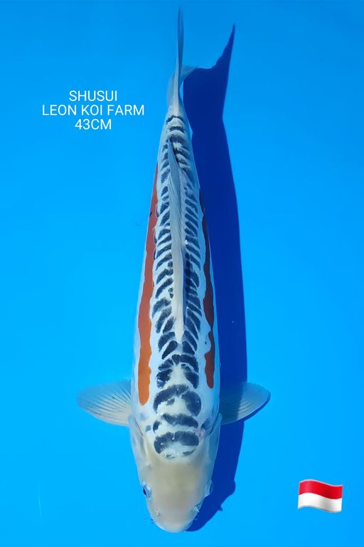 Lelang Koi Online, Jual Beli Ikan Koi, Pusat Jual Beli Koi, Info Lelang Koi Hari Ini, Platform Jual Beli Koi, Jual Beli Ikan Koi Online, Marketplace Ikan Koi, Jual Koi Terbaik, Tempat Beli Koi Berkualitas, Pasar Ikan Koi Online Terpercaya, Penjual Ikan Koi Terpercaya, Beli Koi Hias Online, Ikan Koi untuk Dijual, Koi Kualitas Terbaik, Toko Online Ikan Koi, Koi Hias Untuk Dijual, Jual Beli Ikan Koi Lokal, Koi Indonesia Online, Pusat Jual Beli Koi Terbesar