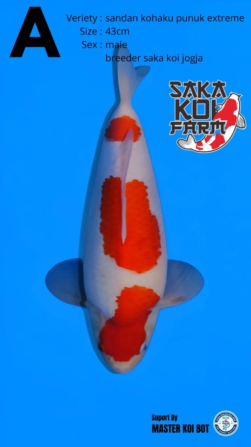 Lelang Koi Online, Jual Beli Ikan Koi, Pusat Jual Beli Koi, Info Lelang Koi Hari Ini, Platform Jual Beli Koi, Jual Beli Ikan Koi Online, Marketplace Ikan Koi, Jual Koi Terbaik, Tempat Beli Koi Berkualitas, Pasar Ikan Koi Online Terpercaya, Penjual Ikan Koi Terpercaya, Beli Koi Hias Online, Ikan Koi untuk Dijual, Koi Kualitas Terbaik, Toko Online Ikan Koi, Koi Hias Untuk Dijual, Jual Beli Ikan Koi Lokal, Koi Indonesia Online, Pusat Jual Beli Koi Terbesar