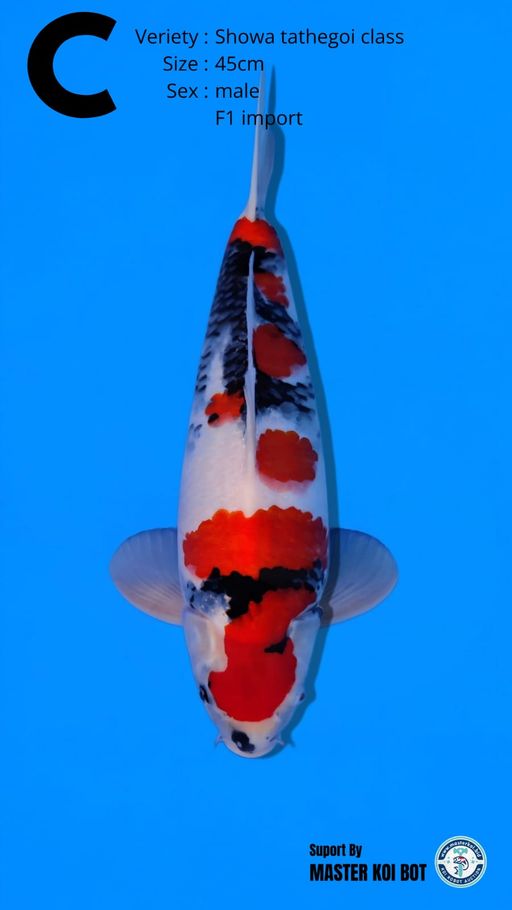 Lelang Koi Online, Jual Beli Ikan Koi, Pusat Jual Beli Koi, Info Lelang Koi Hari Ini, Platform Jual Beli Koi, Jual Beli Ikan Koi Online, Marketplace Ikan Koi, Jual Koi Terbaik, Tempat Beli Koi Berkualitas, Pasar Ikan Koi Online Terpercaya, Penjual Ikan Koi Terpercaya, Beli Koi Hias Online, Ikan Koi untuk Dijual, Koi Kualitas Terbaik, Toko Online Ikan Koi, Koi Hias Untuk Dijual, Jual Beli Ikan Koi Lokal, Koi Indonesia Online, Pusat Jual Beli Koi Terbesar