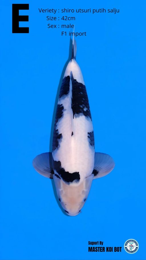 Lelang Koi Online, Jual Beli Ikan Koi, Pusat Jual Beli Koi, Info Lelang Koi Hari Ini, Platform Jual Beli Koi, Jual Beli Ikan Koi Online, Marketplace Ikan Koi, Jual Koi Terbaik, Tempat Beli Koi Berkualitas, Pasar Ikan Koi Online Terpercaya, Penjual Ikan Koi Terpercaya, Beli Koi Hias Online, Ikan Koi untuk Dijual, Koi Kualitas Terbaik, Toko Online Ikan Koi, Koi Hias Untuk Dijual, Jual Beli Ikan Koi Lokal, Koi Indonesia Online, Pusat Jual Beli Koi Terbesar