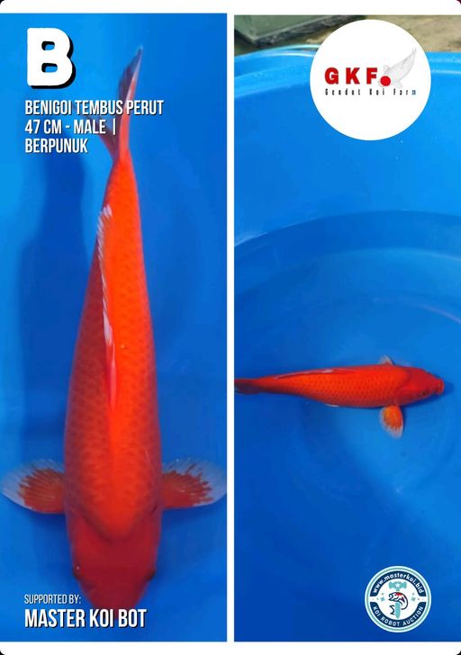 Lelang Koi Online, Jual Beli Ikan Koi, Pusat Jual Beli Koi, Info Lelang Koi Hari Ini, Platform Jual Beli Koi, Jual Beli Ikan Koi Online, Marketplace Ikan Koi, Jual Koi Terbaik, Tempat Beli Koi Berkualitas, Pasar Ikan Koi Online Terpercaya, Penjual Ikan Koi Terpercaya, Beli Koi Hias Online, Ikan Koi untuk Dijual, Koi Kualitas Terbaik, Toko Online Ikan Koi, Koi Hias Untuk Dijual, Jual Beli Ikan Koi Lokal, Koi Indonesia Online, Pusat Jual Beli Koi Terbesar