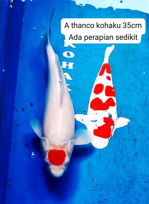 Lelang Koi Online, Jual Beli Ikan Koi, Pusat Jual Beli Koi, Info Lelang Koi Hari Ini, Platform Jual Beli Koi, Jual Beli Ikan Koi Online, Marketplace Ikan Koi, Jual Koi Terbaik, Tempat Beli Koi Berkualitas, Pasar Ikan Koi Online Terpercaya, Penjual Ikan Koi Terpercaya, Beli Koi Hias Online, Ikan Koi untuk Dijual, Koi Kualitas Terbaik, Toko Online Ikan Koi, Koi Hias Untuk Dijual, Jual Beli Ikan Koi Lokal, Koi Indonesia Online, Pusat Jual Beli Koi Terbesar
