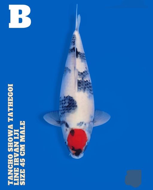 Lelang Koi Online, Jual Beli Ikan Koi, Pusat Jual Beli Koi, Info Lelang Koi Hari Ini, Platform Jual Beli Koi, Jual Beli Ikan Koi Online, Marketplace Ikan Koi, Jual Koi Terbaik, Tempat Beli Koi Berkualitas, Pasar Ikan Koi Online Terpercaya, Penjual Ikan Koi Terpercaya, Beli Koi Hias Online, Ikan Koi untuk Dijual, Koi Kualitas Terbaik, Toko Online Ikan Koi, Koi Hias Untuk Dijual, Jual Beli Ikan Koi Lokal, Koi Indonesia Online, Pusat Jual Beli Koi Terbesar