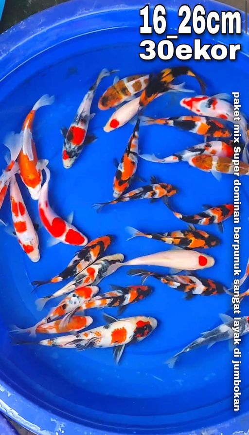 Lelang Koi Online, Jual Beli Ikan Koi, Pusat Jual Beli Koi, Info Lelang Koi Hari Ini, Platform Jual Beli Koi, Jual Beli Ikan Koi Online, Marketplace Ikan Koi, Jual Koi Terbaik, Tempat Beli Koi Berkualitas, Pasar Ikan Koi Online Terpercaya, Penjual Ikan Koi Terpercaya, Beli Koi Hias Online, Ikan Koi untuk Dijual, Koi Kualitas Terbaik, Toko Online Ikan Koi, Koi Hias Untuk Dijual, Jual Beli Ikan Koi Lokal, Koi Indonesia Online, Pusat Jual Beli Koi Terbesar