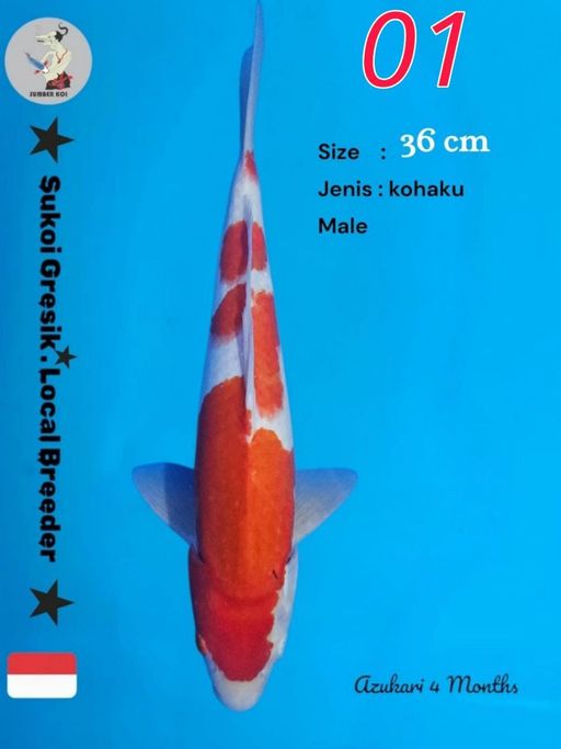 Lelang Koi Online, Jual Beli Ikan Koi, Pusat Jual Beli Koi, Info Lelang Koi Hari Ini, Platform Jual Beli Koi, Jual Beli Ikan Koi Online, Marketplace Ikan Koi, Jual Koi Terbaik, Tempat Beli Koi Berkualitas, Pasar Ikan Koi Online Terpercaya, Penjual Ikan Koi Terpercaya, Beli Koi Hias Online, Ikan Koi untuk Dijual, Koi Kualitas Terbaik, Toko Online Ikan Koi, Koi Hias Untuk Dijual, Jual Beli Ikan Koi Lokal, Koi Indonesia Online, Pusat Jual Beli Koi Terbesar