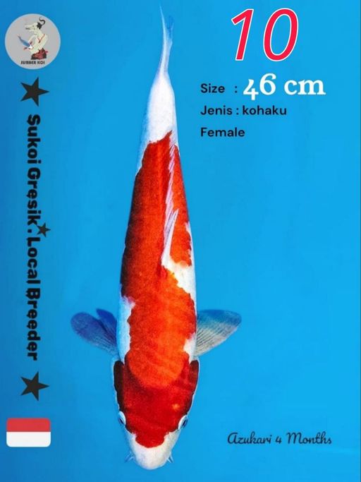 Lelang Koi Online, Jual Beli Ikan Koi, Pusat Jual Beli Koi, Info Lelang Koi Hari Ini, Platform Jual Beli Koi, Jual Beli Ikan Koi Online, Marketplace Ikan Koi, Jual Koi Terbaik, Tempat Beli Koi Berkualitas, Pasar Ikan Koi Online Terpercaya, Penjual Ikan Koi Terpercaya, Beli Koi Hias Online, Ikan Koi untuk Dijual, Koi Kualitas Terbaik, Toko Online Ikan Koi, Koi Hias Untuk Dijual, Jual Beli Ikan Koi Lokal, Koi Indonesia Online, Pusat Jual Beli Koi Terbesar