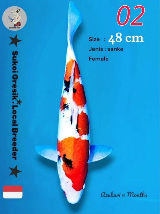 Lelang Koi Online, Jual Beli Ikan Koi, Pusat Jual Beli Koi, Info Lelang Koi Hari Ini, Platform Jual Beli Koi, Jual Beli Ikan Koi Online, Marketplace Ikan Koi, Jual Koi Terbaik, Tempat Beli Koi Berkualitas, Pasar Ikan Koi Online Terpercaya, Penjual Ikan Koi Terpercaya, Beli Koi Hias Online, Ikan Koi untuk Dijual, Koi Kualitas Terbaik, Toko Online Ikan Koi, Koi Hias Untuk Dijual, Jual Beli Ikan Koi Lokal, Koi Indonesia Online, Pusat Jual Beli Koi Terbesar