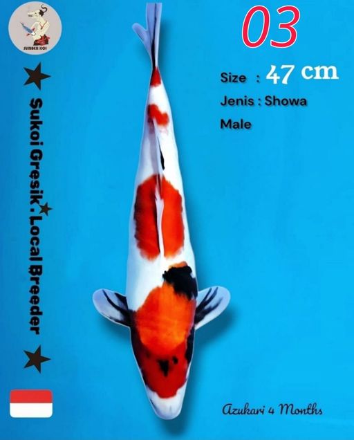 Lelang Koi Online, Jual Beli Ikan Koi, Pusat Jual Beli Koi, Info Lelang Koi Hari Ini, Platform Jual Beli Koi, Jual Beli Ikan Koi Online, Marketplace Ikan Koi, Jual Koi Terbaik, Tempat Beli Koi Berkualitas, Pasar Ikan Koi Online Terpercaya, Penjual Ikan Koi Terpercaya, Beli Koi Hias Online, Ikan Koi untuk Dijual, Koi Kualitas Terbaik, Toko Online Ikan Koi, Koi Hias Untuk Dijual, Jual Beli Ikan Koi Lokal, Koi Indonesia Online, Pusat Jual Beli Koi Terbesar