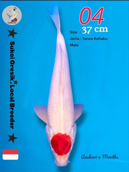 Lelang Koi Online, Jual Beli Ikan Koi, Pusat Jual Beli Koi, Info Lelang Koi Hari Ini, Platform Jual Beli Koi, Jual Beli Ikan Koi Online, Marketplace Ikan Koi, Jual Koi Terbaik, Tempat Beli Koi Berkualitas, Pasar Ikan Koi Online Terpercaya, Penjual Ikan Koi Terpercaya, Beli Koi Hias Online, Ikan Koi untuk Dijual, Koi Kualitas Terbaik, Toko Online Ikan Koi, Koi Hias Untuk Dijual, Jual Beli Ikan Koi Lokal, Koi Indonesia Online, Pusat Jual Beli Koi Terbesar