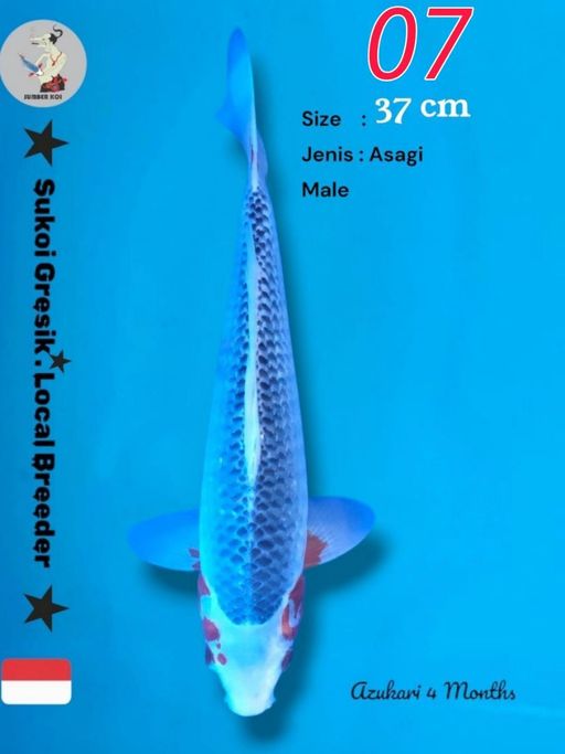 Lelang Koi Online, Jual Beli Ikan Koi, Pusat Jual Beli Koi, Info Lelang Koi Hari Ini, Platform Jual Beli Koi, Jual Beli Ikan Koi Online, Marketplace Ikan Koi, Jual Koi Terbaik, Tempat Beli Koi Berkualitas, Pasar Ikan Koi Online Terpercaya, Penjual Ikan Koi Terpercaya, Beli Koi Hias Online, Ikan Koi untuk Dijual, Koi Kualitas Terbaik, Toko Online Ikan Koi, Koi Hias Untuk Dijual, Jual Beli Ikan Koi Lokal, Koi Indonesia Online, Pusat Jual Beli Koi Terbesar