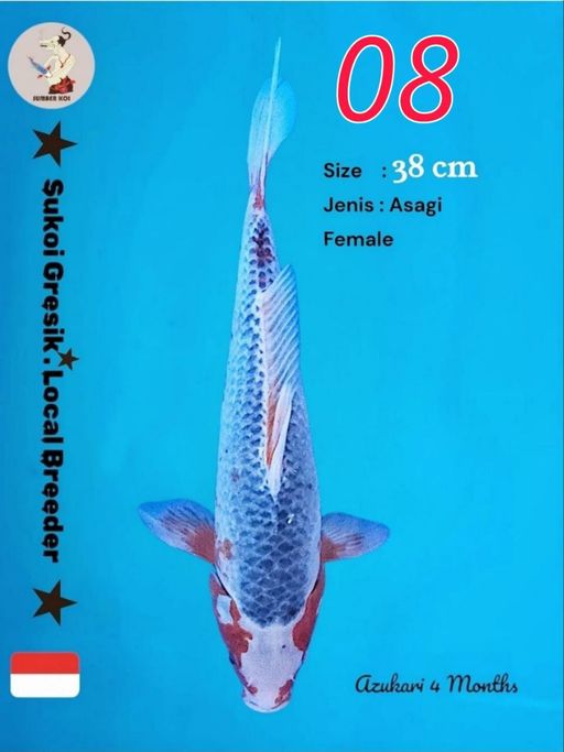 Lelang Koi Online, Jual Beli Ikan Koi, Pusat Jual Beli Koi, Info Lelang Koi Hari Ini, Platform Jual Beli Koi, Jual Beli Ikan Koi Online, Marketplace Ikan Koi, Jual Koi Terbaik, Tempat Beli Koi Berkualitas, Pasar Ikan Koi Online Terpercaya, Penjual Ikan Koi Terpercaya, Beli Koi Hias Online, Ikan Koi untuk Dijual, Koi Kualitas Terbaik, Toko Online Ikan Koi, Koi Hias Untuk Dijual, Jual Beli Ikan Koi Lokal, Koi Indonesia Online, Pusat Jual Beli Koi Terbesar