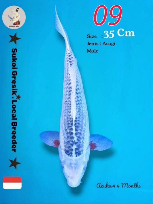 Lelang Koi Online, Jual Beli Ikan Koi, Pusat Jual Beli Koi, Info Lelang Koi Hari Ini, Platform Jual Beli Koi, Jual Beli Ikan Koi Online, Marketplace Ikan Koi, Jual Koi Terbaik, Tempat Beli Koi Berkualitas, Pasar Ikan Koi Online Terpercaya, Penjual Ikan Koi Terpercaya, Beli Koi Hias Online, Ikan Koi untuk Dijual, Koi Kualitas Terbaik, Toko Online Ikan Koi, Koi Hias Untuk Dijual, Jual Beli Ikan Koi Lokal, Koi Indonesia Online, Pusat Jual Beli Koi Terbesar