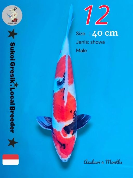 Lelang Koi Online, Jual Beli Ikan Koi, Pusat Jual Beli Koi, Info Lelang Koi Hari Ini, Platform Jual Beli Koi, Jual Beli Ikan Koi Online, Marketplace Ikan Koi, Jual Koi Terbaik, Tempat Beli Koi Berkualitas, Pasar Ikan Koi Online Terpercaya, Penjual Ikan Koi Terpercaya, Beli Koi Hias Online, Ikan Koi untuk Dijual, Koi Kualitas Terbaik, Toko Online Ikan Koi, Koi Hias Untuk Dijual, Jual Beli Ikan Koi Lokal, Koi Indonesia Online, Pusat Jual Beli Koi Terbesar
