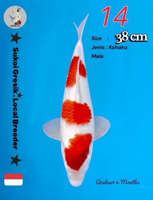 Lelang Koi Online, Jual Beli Ikan Koi, Pusat Jual Beli Koi, Info Lelang Koi Hari Ini, Platform Jual Beli Koi, Jual Beli Ikan Koi Online, Marketplace Ikan Koi, Jual Koi Terbaik, Tempat Beli Koi Berkualitas, Pasar Ikan Koi Online Terpercaya, Penjual Ikan Koi Terpercaya, Beli Koi Hias Online, Ikan Koi untuk Dijual, Koi Kualitas Terbaik, Toko Online Ikan Koi, Koi Hias Untuk Dijual, Jual Beli Ikan Koi Lokal, Koi Indonesia Online, Pusat Jual Beli Koi Terbesar