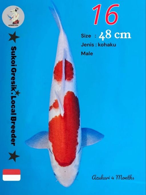 Lelang Koi Online, Jual Beli Ikan Koi, Pusat Jual Beli Koi, Info Lelang Koi Hari Ini, Platform Jual Beli Koi, Jual Beli Ikan Koi Online, Marketplace Ikan Koi, Jual Koi Terbaik, Tempat Beli Koi Berkualitas, Pasar Ikan Koi Online Terpercaya, Penjual Ikan Koi Terpercaya, Beli Koi Hias Online, Ikan Koi untuk Dijual, Koi Kualitas Terbaik, Toko Online Ikan Koi, Koi Hias Untuk Dijual, Jual Beli Ikan Koi Lokal, Koi Indonesia Online, Pusat Jual Beli Koi Terbesar