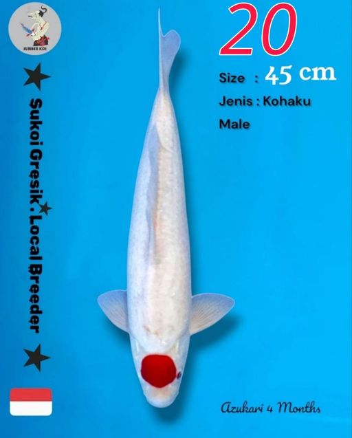 Lelang Koi Online, Jual Beli Ikan Koi, Pusat Jual Beli Koi, Info Lelang Koi Hari Ini, Platform Jual Beli Koi, Jual Beli Ikan Koi Online, Marketplace Ikan Koi, Jual Koi Terbaik, Tempat Beli Koi Berkualitas, Pasar Ikan Koi Online Terpercaya, Penjual Ikan Koi Terpercaya, Beli Koi Hias Online, Ikan Koi untuk Dijual, Koi Kualitas Terbaik, Toko Online Ikan Koi, Koi Hias Untuk Dijual, Jual Beli Ikan Koi Lokal, Koi Indonesia Online, Pusat Jual Beli Koi Terbesar