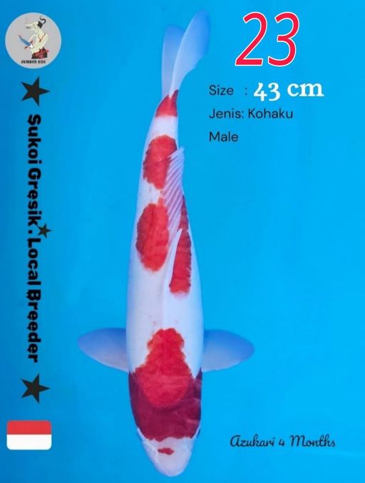 Lelang Koi Online, Jual Beli Ikan Koi, Pusat Jual Beli Koi, Info Lelang Koi Hari Ini, Platform Jual Beli Koi, Jual Beli Ikan Koi Online, Marketplace Ikan Koi, Jual Koi Terbaik, Tempat Beli Koi Berkualitas, Pasar Ikan Koi Online Terpercaya, Penjual Ikan Koi Terpercaya, Beli Koi Hias Online, Ikan Koi untuk Dijual, Koi Kualitas Terbaik, Toko Online Ikan Koi, Koi Hias Untuk Dijual, Jual Beli Ikan Koi Lokal, Koi Indonesia Online, Pusat Jual Beli Koi Terbesar
