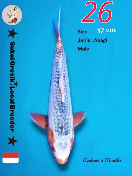 Lelang Koi Online, Jual Beli Ikan Koi, Pusat Jual Beli Koi, Info Lelang Koi Hari Ini, Platform Jual Beli Koi, Jual Beli Ikan Koi Online, Marketplace Ikan Koi, Jual Koi Terbaik, Tempat Beli Koi Berkualitas, Pasar Ikan Koi Online Terpercaya, Penjual Ikan Koi Terpercaya, Beli Koi Hias Online, Ikan Koi untuk Dijual, Koi Kualitas Terbaik, Toko Online Ikan Koi, Koi Hias Untuk Dijual, Jual Beli Ikan Koi Lokal, Koi Indonesia Online, Pusat Jual Beli Koi Terbesar