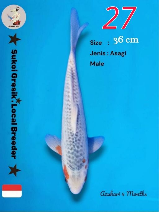 Lelang Koi Online, Jual Beli Ikan Koi, Pusat Jual Beli Koi, Info Lelang Koi Hari Ini, Platform Jual Beli Koi, Jual Beli Ikan Koi Online, Marketplace Ikan Koi, Jual Koi Terbaik, Tempat Beli Koi Berkualitas, Pasar Ikan Koi Online Terpercaya, Penjual Ikan Koi Terpercaya, Beli Koi Hias Online, Ikan Koi untuk Dijual, Koi Kualitas Terbaik, Toko Online Ikan Koi, Koi Hias Untuk Dijual, Jual Beli Ikan Koi Lokal, Koi Indonesia Online, Pusat Jual Beli Koi Terbesar