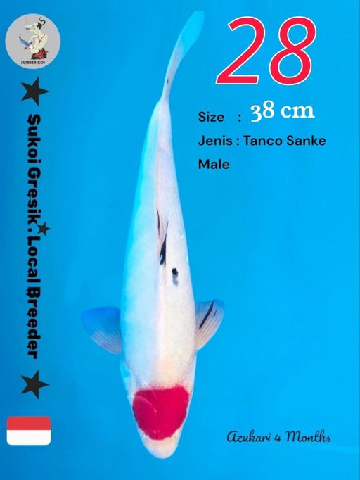 Lelang Koi Online, Jual Beli Ikan Koi, Pusat Jual Beli Koi, Info Lelang Koi Hari Ini, Platform Jual Beli Koi, Jual Beli Ikan Koi Online, Marketplace Ikan Koi, Jual Koi Terbaik, Tempat Beli Koi Berkualitas, Pasar Ikan Koi Online Terpercaya, Penjual Ikan Koi Terpercaya, Beli Koi Hias Online, Ikan Koi untuk Dijual, Koi Kualitas Terbaik, Toko Online Ikan Koi, Koi Hias Untuk Dijual, Jual Beli Ikan Koi Lokal, Koi Indonesia Online, Pusat Jual Beli Koi Terbesar