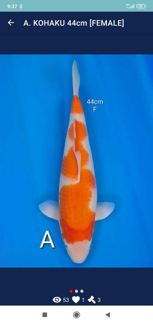 Lelang Koi Online, Jual Beli Ikan Koi, Pusat Jual Beli Koi, Info Lelang Koi Hari Ini, Platform Jual Beli Koi, Jual Beli Ikan Koi Online, Marketplace Ikan Koi, Jual Koi Terbaik, Tempat Beli Koi Berkualitas, Pasar Ikan Koi Online Terpercaya, Penjual Ikan Koi Terpercaya, Beli Koi Hias Online, Ikan Koi untuk Dijual, Koi Kualitas Terbaik, Toko Online Ikan Koi, Koi Hias Untuk Dijual, Jual Beli Ikan Koi Lokal, Koi Indonesia Online, Pusat Jual Beli Koi Terbesar