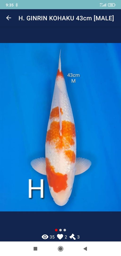 Lelang Koi Online, Jual Beli Ikan Koi, Pusat Jual Beli Koi, Info Lelang Koi Hari Ini, Platform Jual Beli Koi, Jual Beli Ikan Koi Online, Marketplace Ikan Koi, Jual Koi Terbaik, Tempat Beli Koi Berkualitas, Pasar Ikan Koi Online Terpercaya, Penjual Ikan Koi Terpercaya, Beli Koi Hias Online, Ikan Koi untuk Dijual, Koi Kualitas Terbaik, Toko Online Ikan Koi, Koi Hias Untuk Dijual, Jual Beli Ikan Koi Lokal, Koi Indonesia Online, Pusat Jual Beli Koi Terbesar