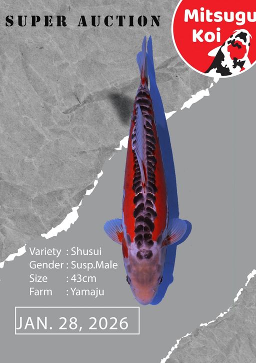 Lelang Koi Online, Jual Beli Ikan Koi, Pusat Jual Beli Koi, Info Lelang Koi Hari Ini, Platform Jual Beli Koi, Jual Beli Ikan Koi Online, Marketplace Ikan Koi, Jual Koi Terbaik, Tempat Beli Koi Berkualitas, Pasar Ikan Koi Online Terpercaya, Penjual Ikan Koi Terpercaya, Beli Koi Hias Online, Ikan Koi untuk Dijual, Koi Kualitas Terbaik, Toko Online Ikan Koi, Koi Hias Untuk Dijual, Jual Beli Ikan Koi Lokal, Koi Indonesia Online, Pusat Jual Beli Koi Terbesar