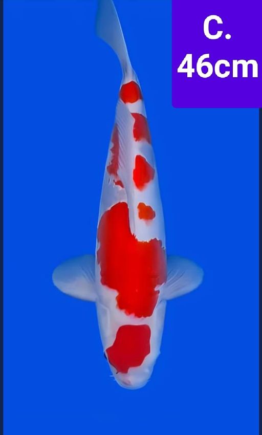 Lelang Koi Online, Jual Beli Ikan Koi, Pusat Jual Beli Koi, Info Lelang Koi Hari Ini, Platform Jual Beli Koi, Jual Beli Ikan Koi Online, Marketplace Ikan Koi, Jual Koi Terbaik, Tempat Beli Koi Berkualitas, Pasar Ikan Koi Online Terpercaya, Penjual Ikan Koi Terpercaya, Beli Koi Hias Online, Ikan Koi untuk Dijual, Koi Kualitas Terbaik, Toko Online Ikan Koi, Koi Hias Untuk Dijual, Jual Beli Ikan Koi Lokal, Koi Indonesia Online, Pusat Jual Beli Koi Terbesar