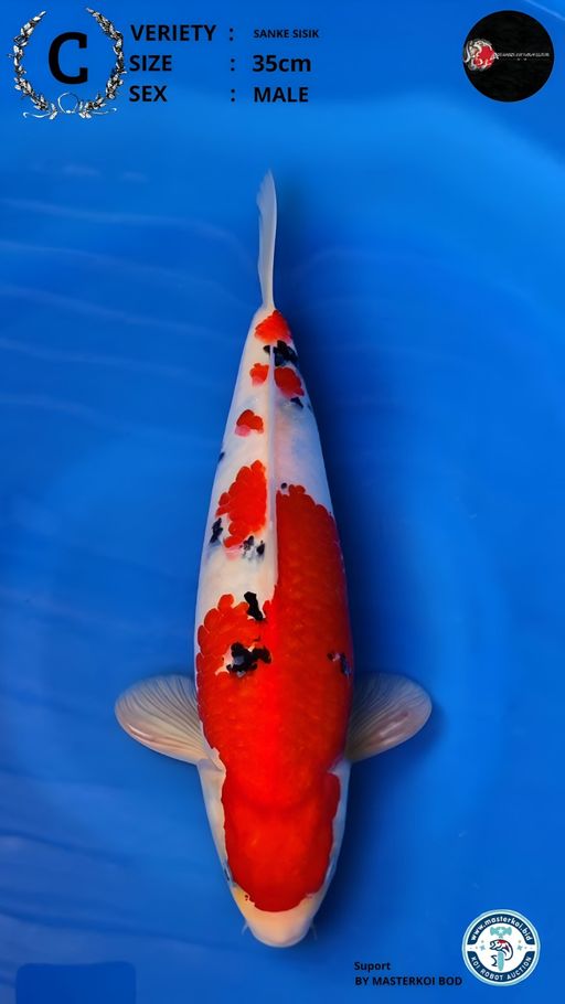 Lelang Koi Online, Jual Beli Ikan Koi, Pusat Jual Beli Koi, Info Lelang Koi Hari Ini, Platform Jual Beli Koi, Jual Beli Ikan Koi Online, Marketplace Ikan Koi, Jual Koi Terbaik, Tempat Beli Koi Berkualitas, Pasar Ikan Koi Online Terpercaya, Penjual Ikan Koi Terpercaya, Beli Koi Hias Online, Ikan Koi untuk Dijual, Koi Kualitas Terbaik, Toko Online Ikan Koi, Koi Hias Untuk Dijual, Jual Beli Ikan Koi Lokal, Koi Indonesia Online, Pusat Jual Beli Koi Terbesar