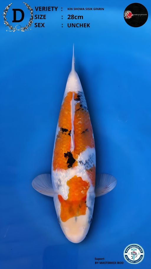 Lelang Koi Online, Jual Beli Ikan Koi, Pusat Jual Beli Koi, Info Lelang Koi Hari Ini, Platform Jual Beli Koi, Jual Beli Ikan Koi Online, Marketplace Ikan Koi, Jual Koi Terbaik, Tempat Beli Koi Berkualitas, Pasar Ikan Koi Online Terpercaya, Penjual Ikan Koi Terpercaya, Beli Koi Hias Online, Ikan Koi untuk Dijual, Koi Kualitas Terbaik, Toko Online Ikan Koi, Koi Hias Untuk Dijual, Jual Beli Ikan Koi Lokal, Koi Indonesia Online, Pusat Jual Beli Koi Terbesar