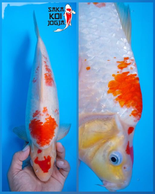Lelang Koi Online, Jual Beli Ikan Koi, Pusat Jual Beli Koi, Info Lelang Koi Hari Ini, Platform Jual Beli Koi, Jual Beli Ikan Koi Online, Marketplace Ikan Koi, Jual Koi Terbaik, Tempat Beli Koi Berkualitas, Pasar Ikan Koi Online Terpercaya, Penjual Ikan Koi Terpercaya, Beli Koi Hias Online, Ikan Koi untuk Dijual, Koi Kualitas Terbaik, Toko Online Ikan Koi, Koi Hias Untuk Dijual, Jual Beli Ikan Koi Lokal, Koi Indonesia Online, Pusat Jual Beli Koi Terbesar
