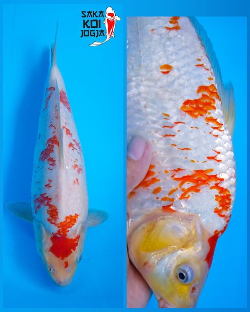 Lelang Koi Online, Jual Beli Ikan Koi, Pusat Jual Beli Koi, Info Lelang Koi Hari Ini, Platform Jual Beli Koi, Jual Beli Ikan Koi Online, Marketplace Ikan Koi, Jual Koi Terbaik, Tempat Beli Koi Berkualitas, Pasar Ikan Koi Online Terpercaya, Penjual Ikan Koi Terpercaya, Beli Koi Hias Online, Ikan Koi untuk Dijual, Koi Kualitas Terbaik, Toko Online Ikan Koi, Koi Hias Untuk Dijual, Jual Beli Ikan Koi Lokal, Koi Indonesia Online, Pusat Jual Beli Koi Terbesar
