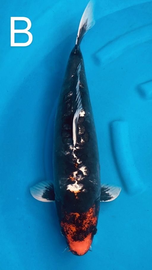 Lelang Koi Online, Jual Beli Ikan Koi, Pusat Jual Beli Koi, Info Lelang Koi Hari Ini, Platform Jual Beli Koi, Jual Beli Ikan Koi Online, Marketplace Ikan Koi, Jual Koi Terbaik, Tempat Beli Koi Berkualitas, Pasar Ikan Koi Online Terpercaya, Penjual Ikan Koi Terpercaya, Beli Koi Hias Online, Ikan Koi untuk Dijual, Koi Kualitas Terbaik, Toko Online Ikan Koi, Koi Hias Untuk Dijual, Jual Beli Ikan Koi Lokal, Koi Indonesia Online, Pusat Jual Beli Koi Terbesar