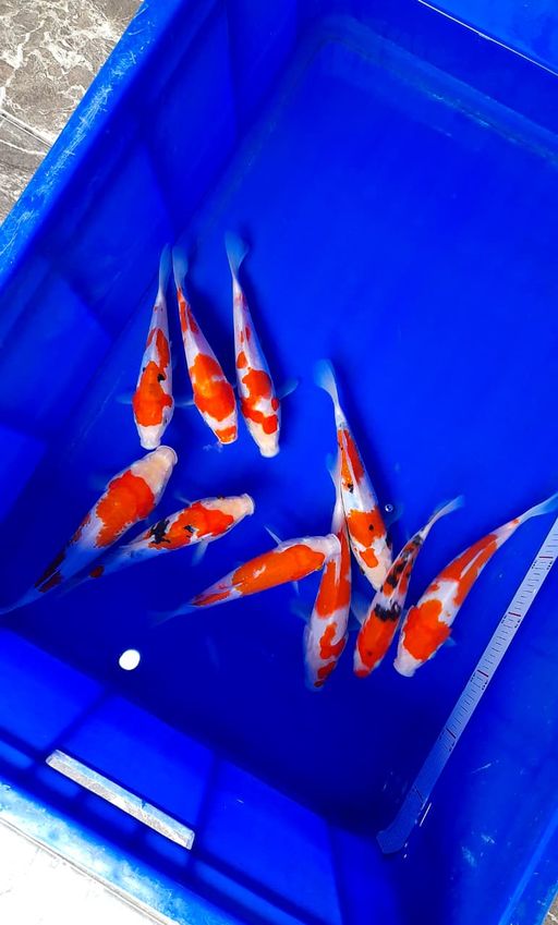 Lelang Koi Online, Jual Beli Ikan Koi, Pusat Jual Beli Koi, Info Lelang Koi Hari Ini, Platform Jual Beli Koi, Jual Beli Ikan Koi Online, Marketplace Ikan Koi, Jual Koi Terbaik, Tempat Beli Koi Berkualitas, Pasar Ikan Koi Online Terpercaya, Penjual Ikan Koi Terpercaya, Beli Koi Hias Online, Ikan Koi untuk Dijual, Koi Kualitas Terbaik, Toko Online Ikan Koi, Koi Hias Untuk Dijual, Jual Beli Ikan Koi Lokal, Koi Indonesia Online, Pusat Jual Beli Koi Terbesar